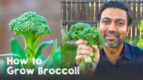 broccoli seed production cultivation