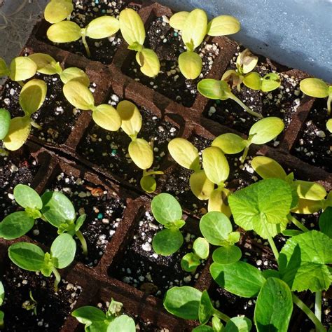 Broccoli Seedlings Yellowing