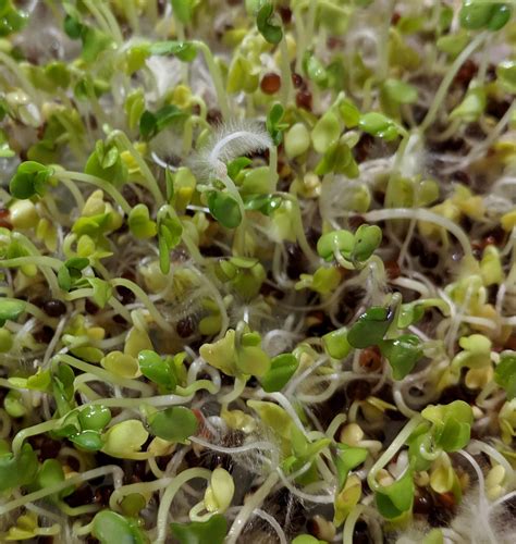 Broccoli Sprouts Have Fuzz