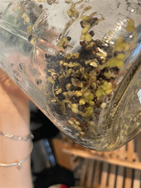 Broccoli Sprouts Keep Rotting