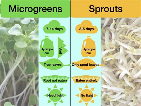 broccoli sprouts vs microgreens nutrition