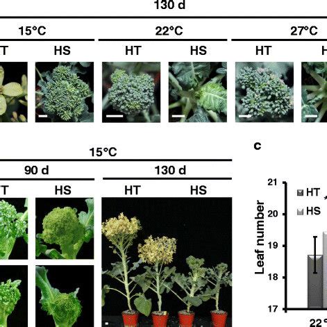 Broccoli Temperature Tolerance