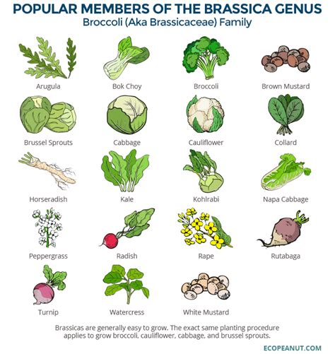 Broccoli Vegetables Origin