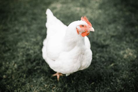 Sukses Berbisnis Ayam Broiler
