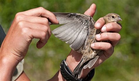 Broken-Winged Bird Flying