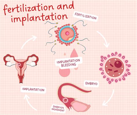 Bromelain Embryo Transfer