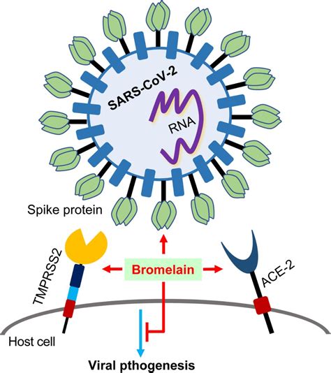 Bromelain Infection