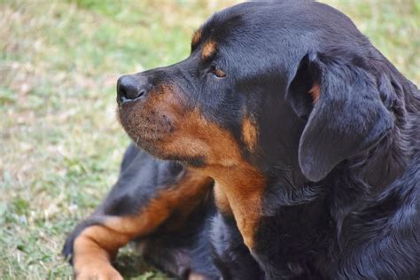 Bromide Side Effects In Dogs