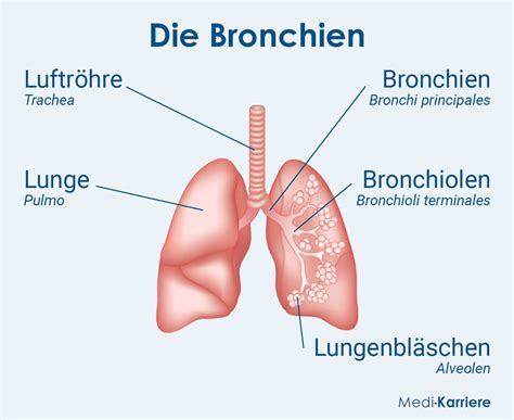 bronchien