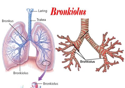 Bronkus dan Bronkiolus