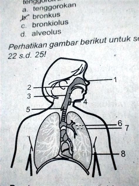 Bronkus dan Bronkiolus Ditunjukkan oleh Bagian yang Bernomor