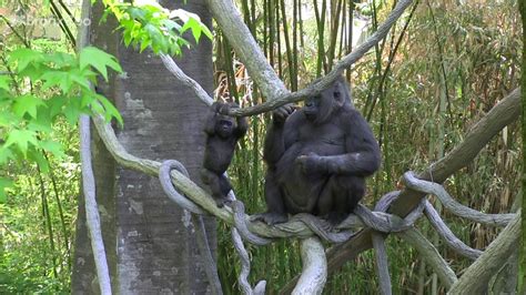 bronx zoo gorilla exhibit