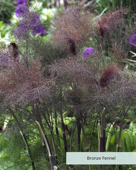 Bronze Fennel Shade