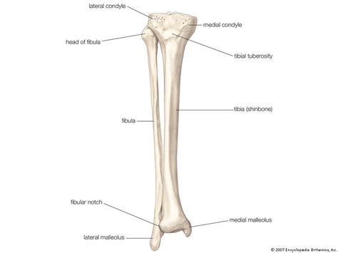 Brooch Bone Definition