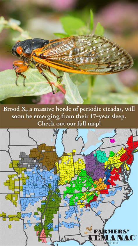 brood x cicada 2022