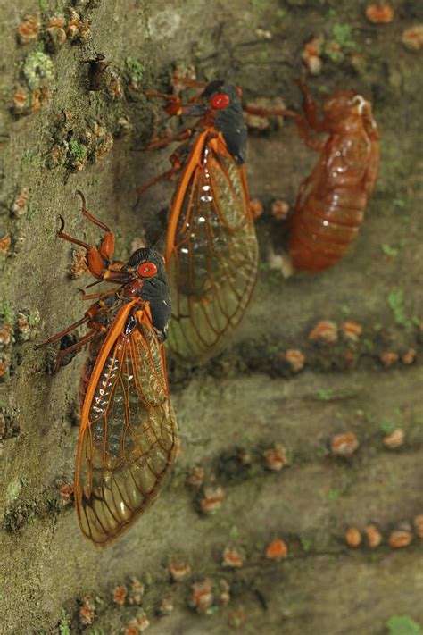 Brood X Cicadas