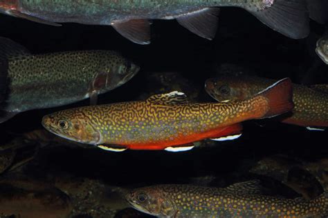 Brook Trout Information