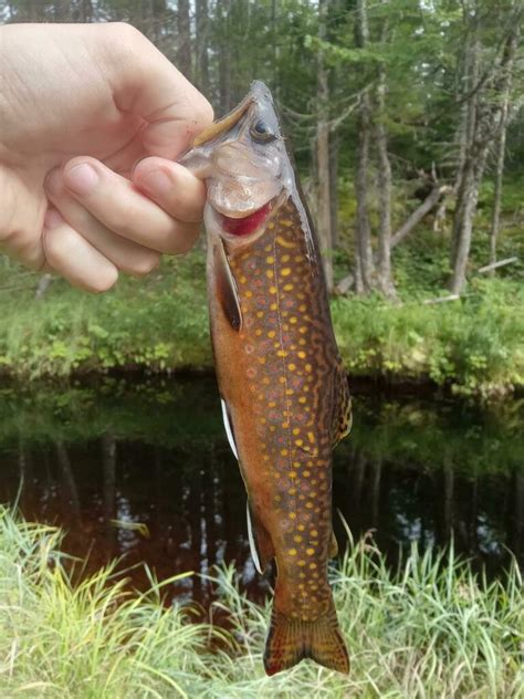 Brook Trout Nb