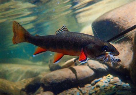 Brook Trout Nz