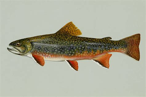 Brook Trout Scientific Name