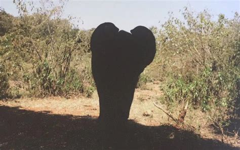 Brooklyn Beckham And His Fascinating Elephant Photography