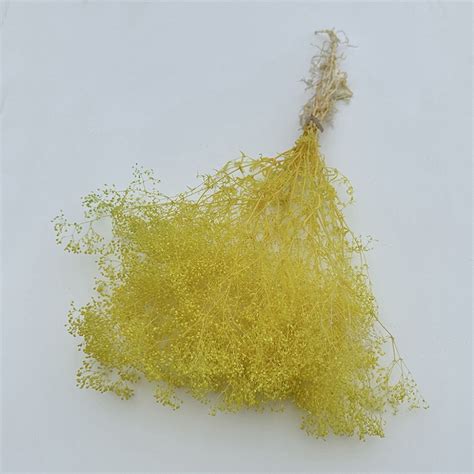 Broom Bloom Yellow
