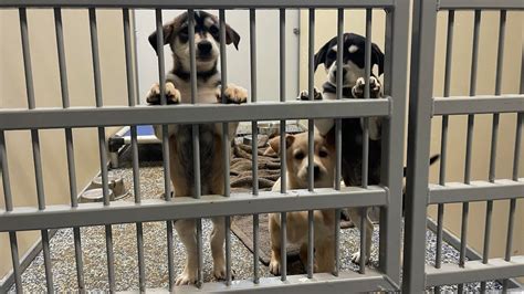 broome county animal shelter adoptions