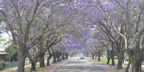 Brooms Head Grass Trees