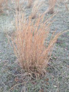 Broomsedge For Cattle