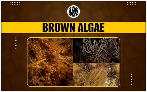 brow algae
