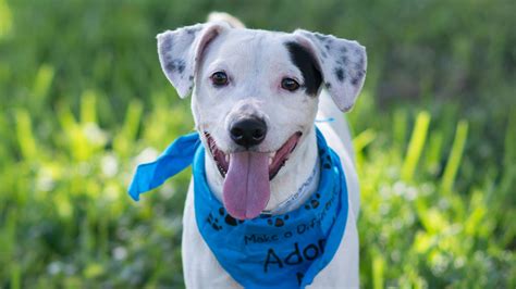Meet Silas He’s Available at Broward County Animal Care and Adoption