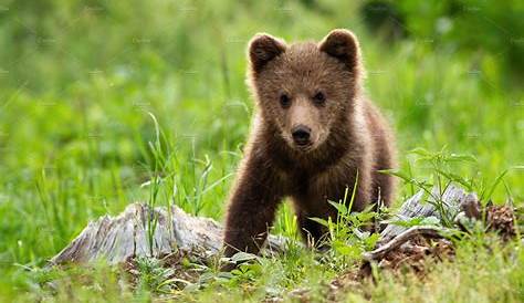 Brown bear cubs. Cute | Brown bear, Bear cubs, Bear