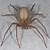brown recluse spider in germany
