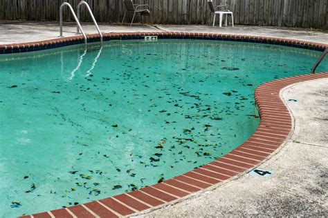 brown algae stains in pool