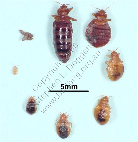 Brown And White Bed Bug