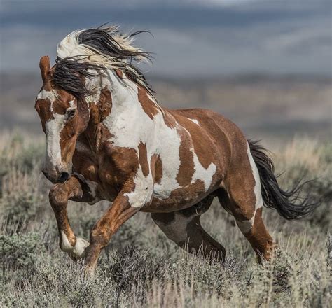 brown and white mustang horse
