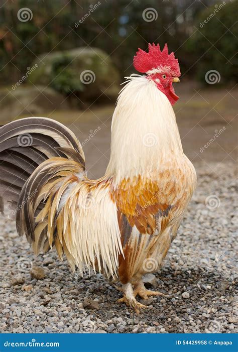 brown and white rooster