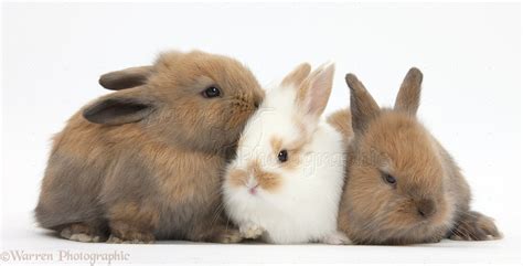 brown bunnies 3