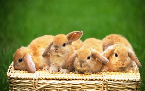 brown bunnies 4