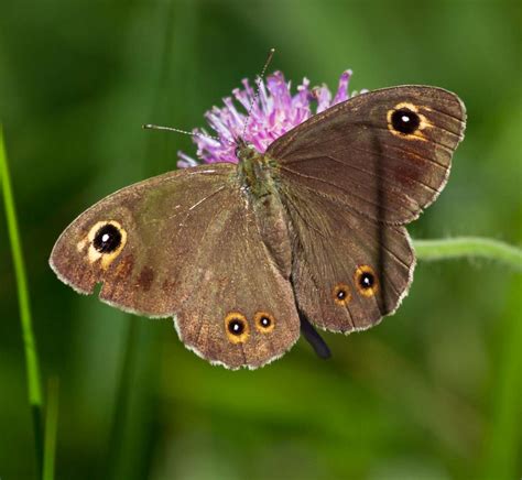 Brown Butterfly Mean