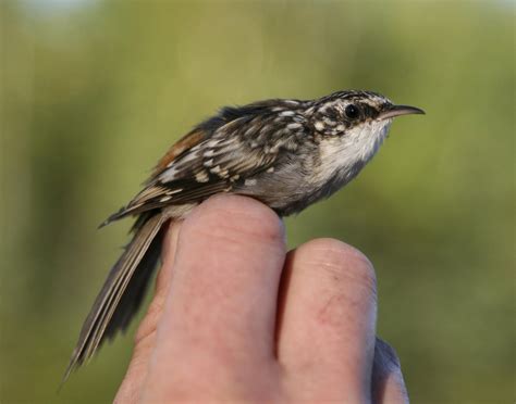 Brown Creeper Bird