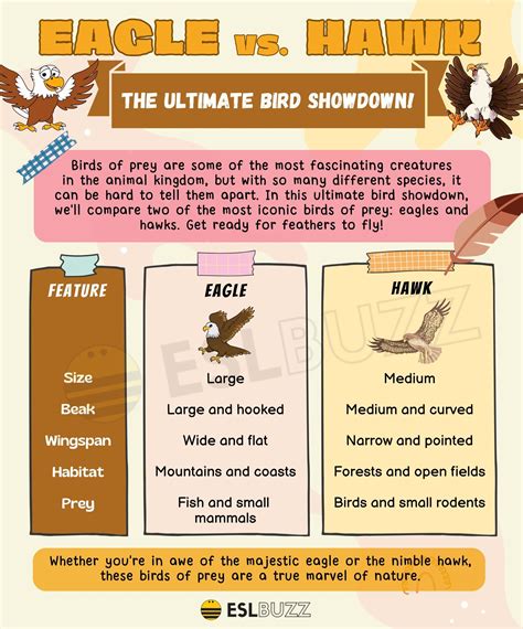 Brown Eagle Vs Hawk
