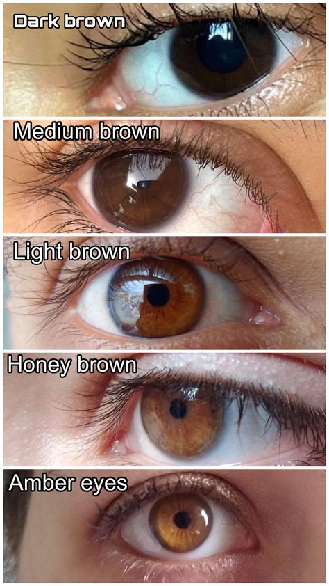 brown eye 4