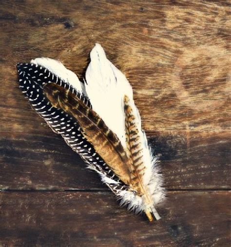 Brown Feather White Stripes