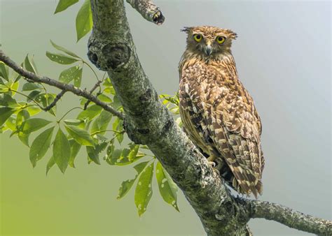 The Alluring Brown Fish Owl: A Master of the Night