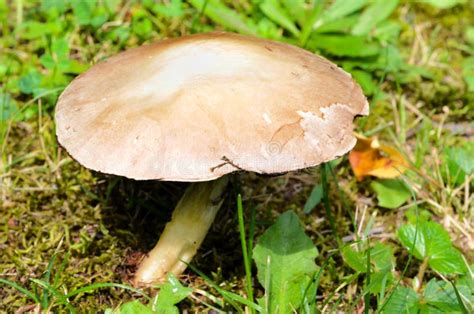 Brown Flat Top Mushroom
