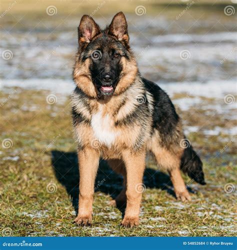 brown gsd