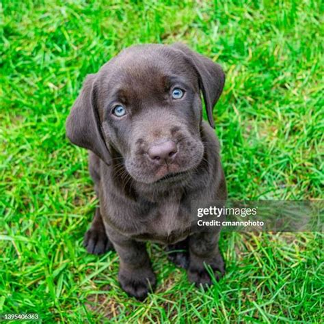 5 Brown Lab Facts