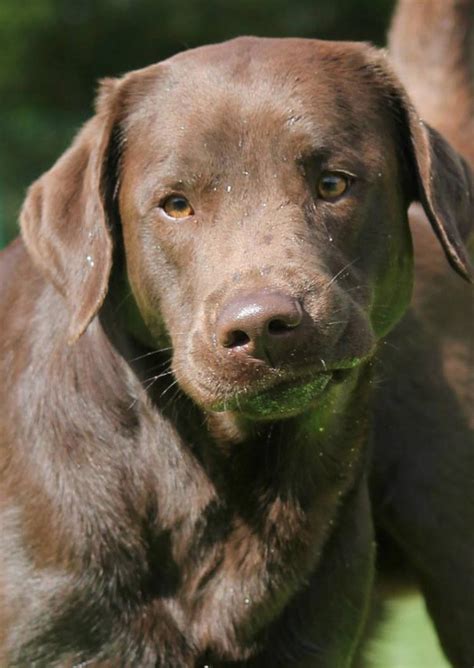 Brown Lab Dogs Make Great Family Pets