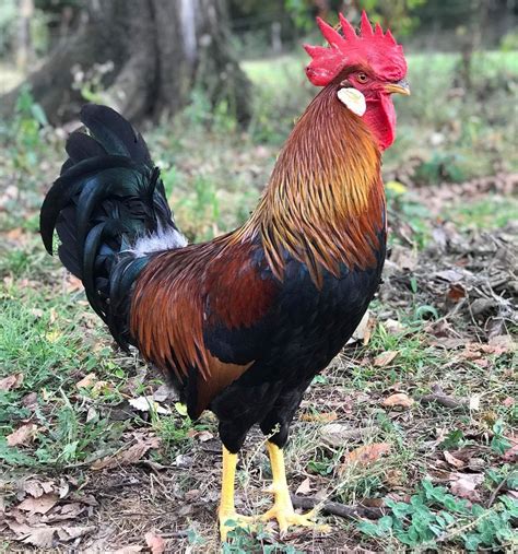 brown leghorn rooster photos